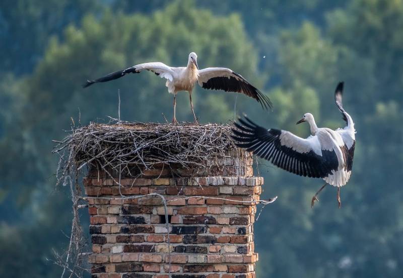 Professional Chimney Animal Removal Services in Mangonia Park, Florida