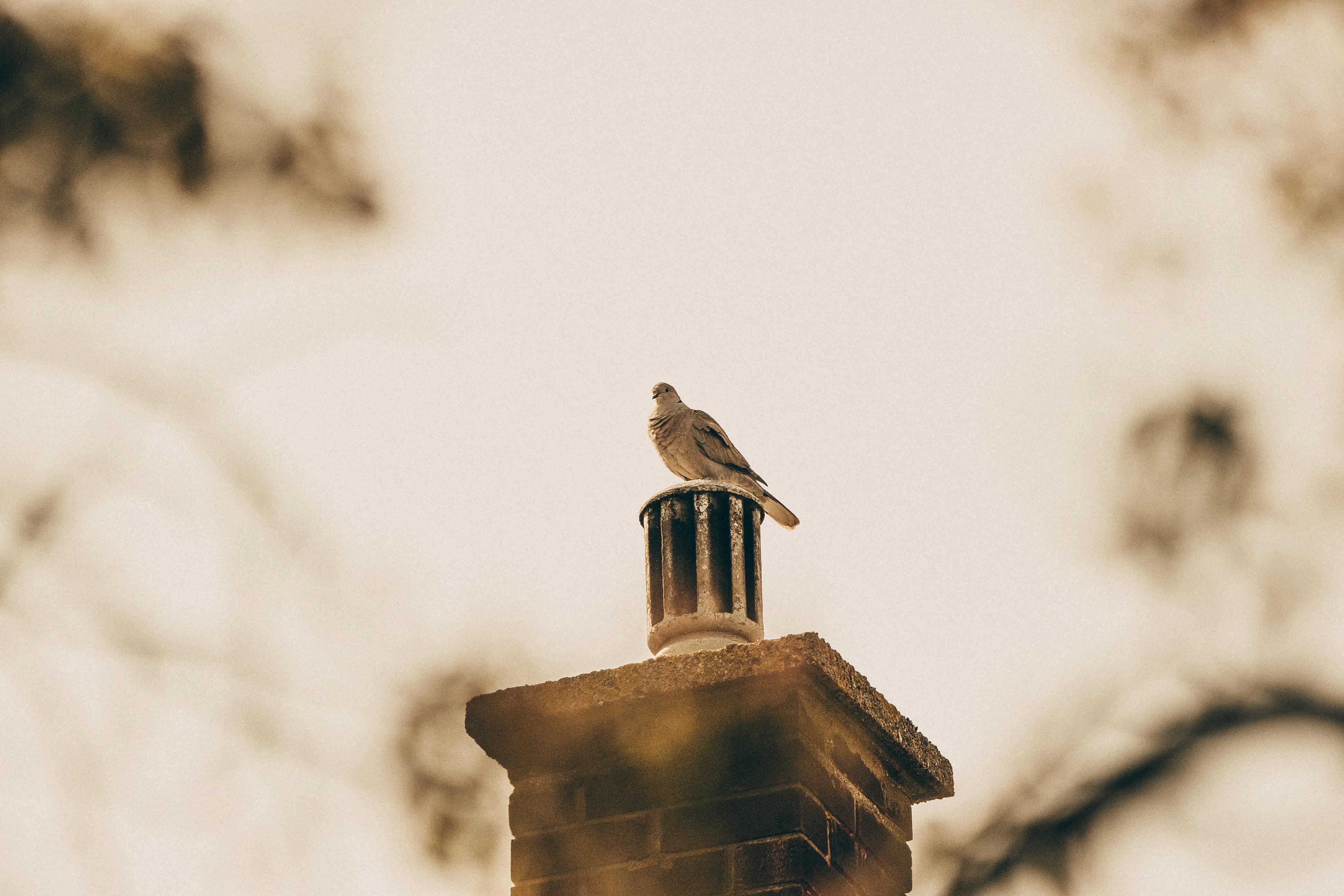Expert Chimney Cap Installation in Mangonia Park, Florida
